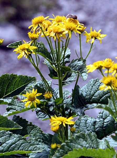 Pflanzenbild gross Alpen-Greiskraut - Senecio alpinus