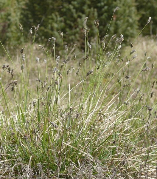 Pflanzenbild gross Kalk-Blaugras - Sesleria caerulea