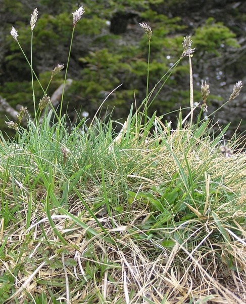 Pflanzenbild gross Kalk-Blaugras - Sesleria caerulea