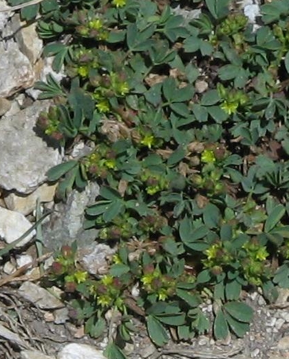 Pflanzenbild gross Alpen-Gelbling - Sibbaldia procumbens
