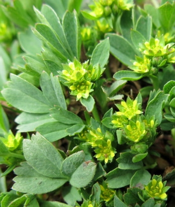 Pflanzenbild gross Alpen-Gelbling - Sibbaldia procumbens