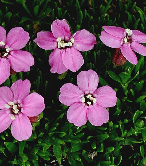 Pflanzenbild gross Kalk-Polsternelke - Silene acaulis