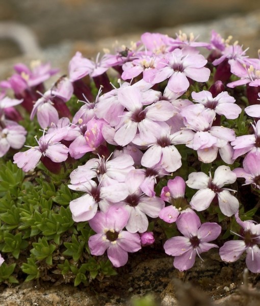 Pflanzenbild gross Kalk-Polsternelke - Silene acaulis