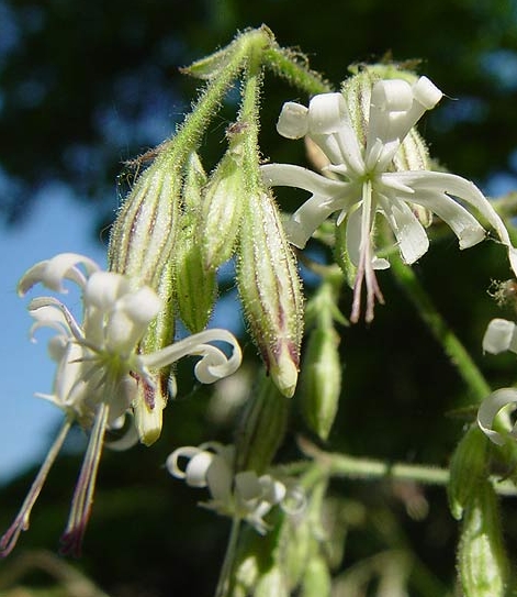 Pflanzenbild gross Nickendes Leimkraut - Silene nutans