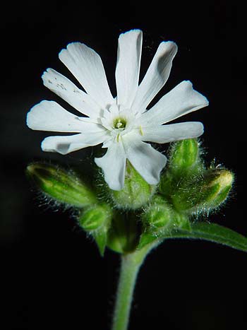 Pflanzenbild gross Weisse Waldnelke - Silene pratensis