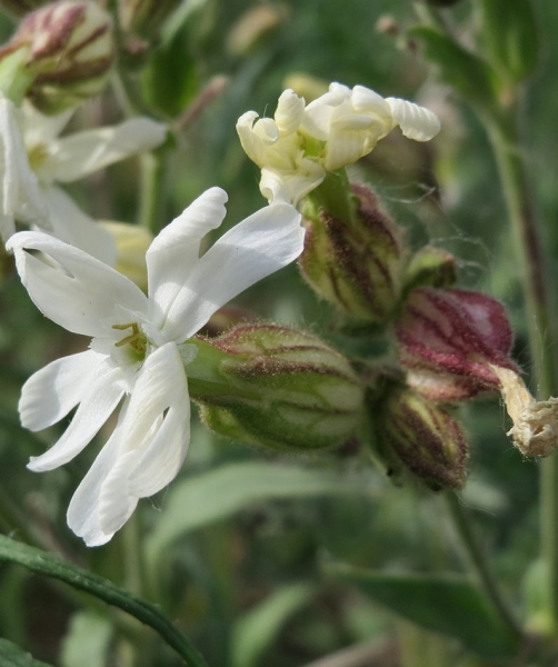 Pflanzenbild gross Weisse Waldnelke - Silene pratensis