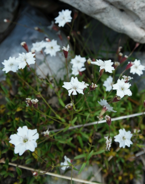 Pflanzenbild gross Strahlensame - Silene pusilla
