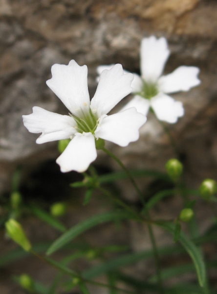 Pflanzenbild gross Strahlensame - Silene pusilla