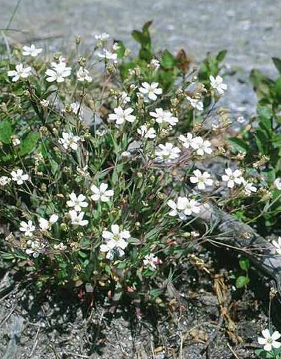 Pflanzenbild gross Felsen-Leimkraut - Silene rupestris