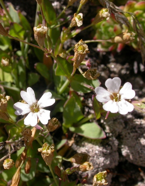 Pflanzenbild gross Felsen-Leimkraut - Silene rupestris