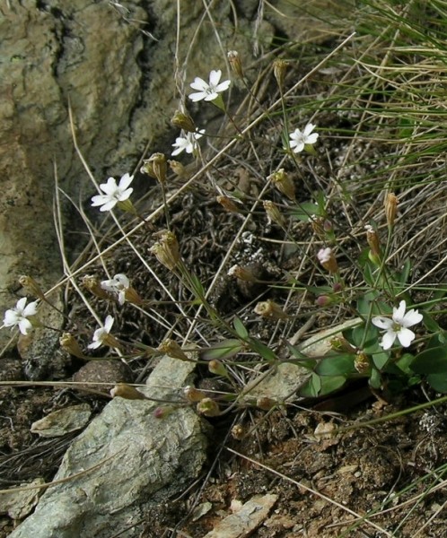 Pflanzenbild gross Felsen-Leimkraut - Silene rupestris