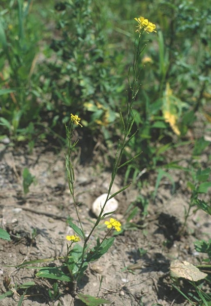 Pflanzenbild gross Acker-Senf - Sinapis arvensis