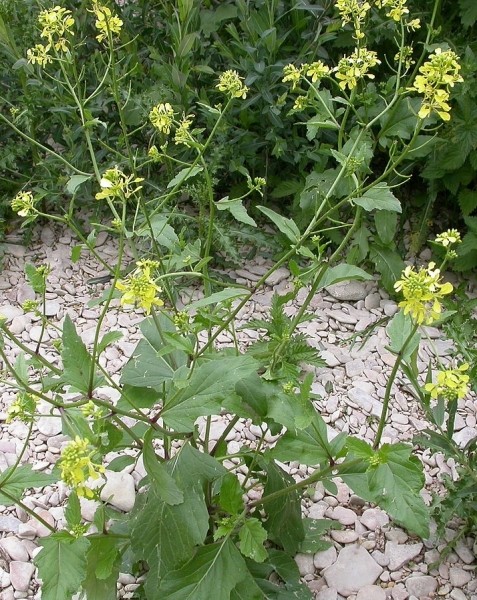 Pflanzenbild gross Acker-Senf - Sinapis arvensis