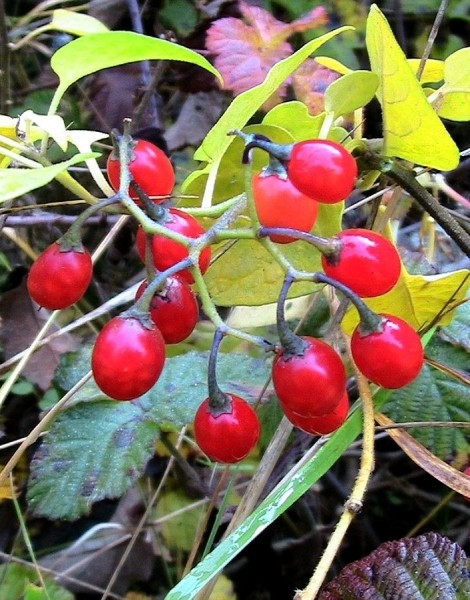 Pflanzenbild gross Bittersüsser Nachtschatten - Solanum dulcamara
