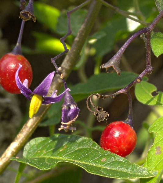 Pflanzenbild gross Bittersüsser Nachtschatten - Solanum dulcamara