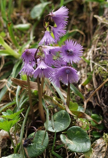 Pflanzenbild gross Grosses Alpenglöckchen - Soldanella alpina