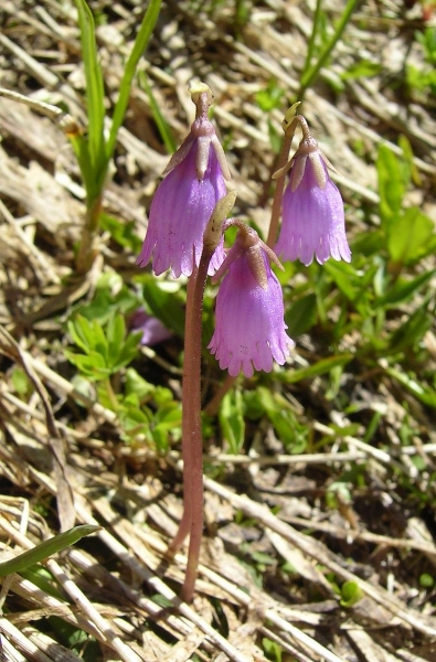 Pflanzenbild gross Kleines Alpenglöckchen - Soldanella pusilla