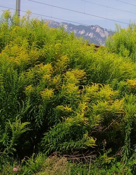 Pflanzenbild gross Kanadische Goldrute - Solidago canadensis