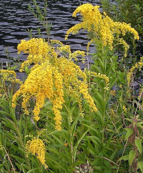 Pflanzenbild gross Spätblühende Goldrute - Solidago gigantea