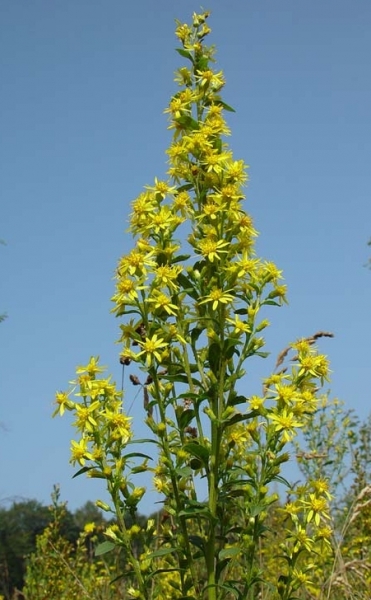 Pflanzenbild gross Echte Goldrute - Solidago virgaurea