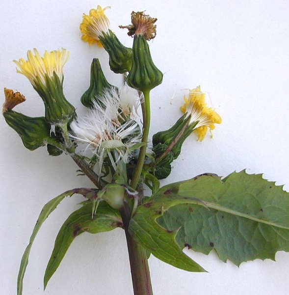 Pflanzenbild gross Kohl-Gänsedistel - Sonchus oleraceus