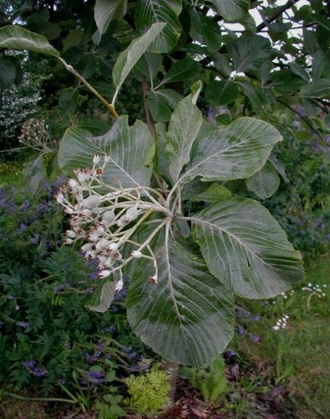 Pflanzenbild gross Echter Mehlbeerbaum - Sorbus aria