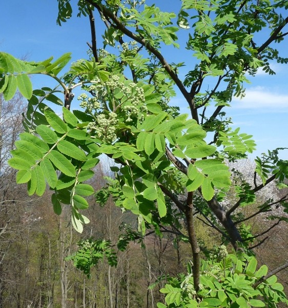 Pflanzenbild gross Vogelbeerbaum - Sorbus aucuparia