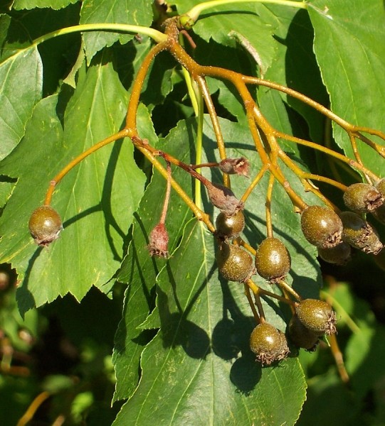 Pflanzenbild gross Elsbeerbaum - Sorbus torminalis
