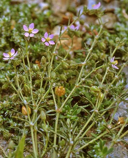 Pflanzenbild gross Rote Schuppenmiere - Spergularia rubra