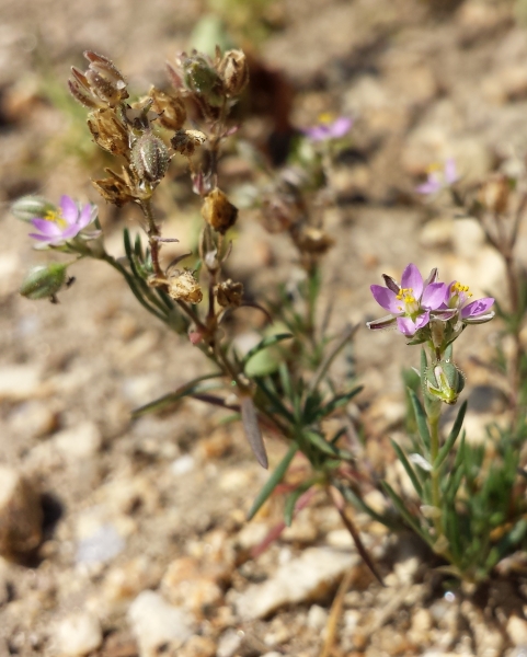 Pflanzenbild gross Rote Schuppenmiere - Spergularia rubra