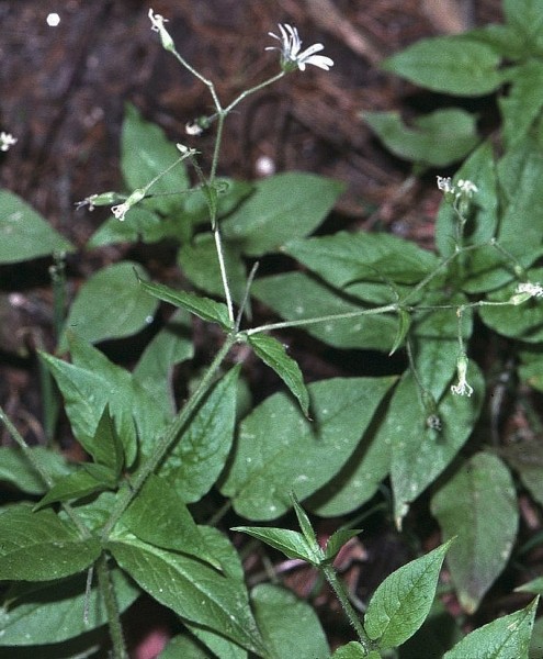 Pflanzenbild gross Hain-Sternmiere - Stellaria nemorum