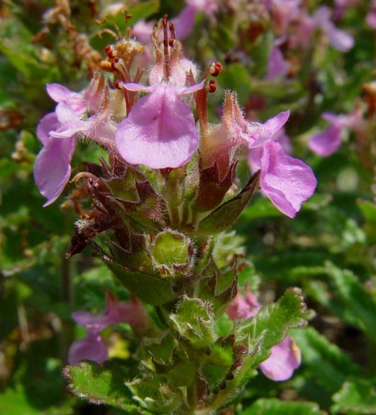 Pflanzenbild gross Edel-Gamander - Teucrium chamaedrys