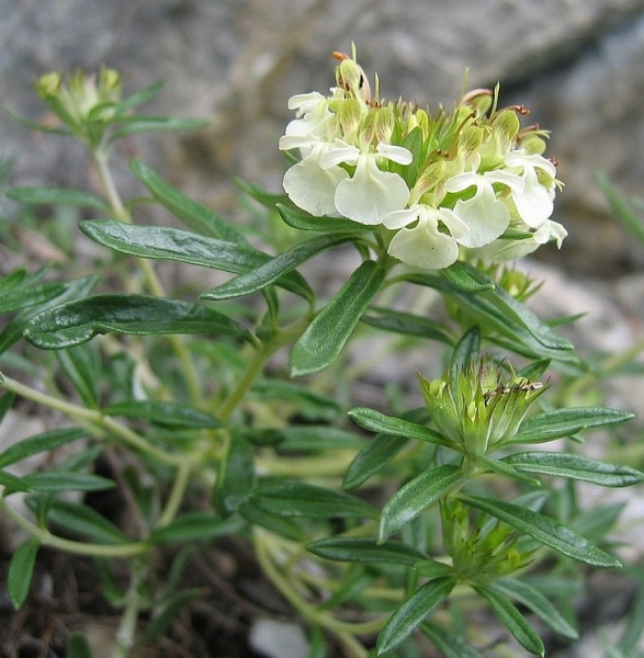 Pflanzenbild gross Berg-Gamander - Teucrium montanum