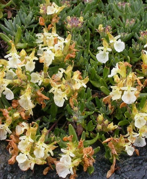 Pflanzenbild gross Berg-Gamander - Teucrium montanum