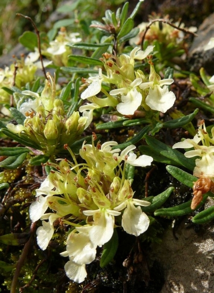 Pflanzenbild gross Berg-Gamander - Teucrium montanum