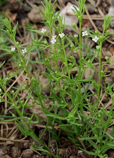 Pflanzenbild gross Alpen-Bergflachs - Thesium alpinum