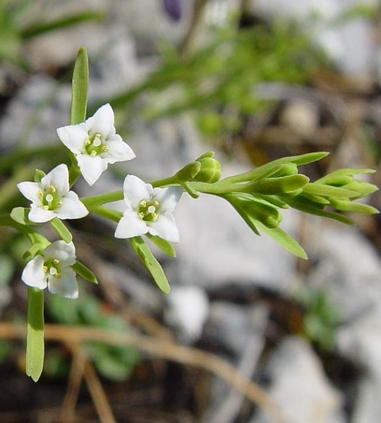Pflanzenbild gross Alpen-Bergflachs - Thesium alpinum