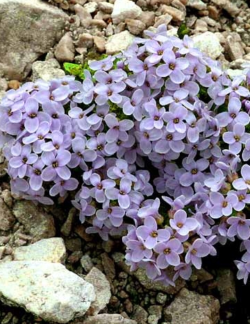 Pflanzenbild gross Rundblättriges Täschelkraut - Thlaspi rotundifolium