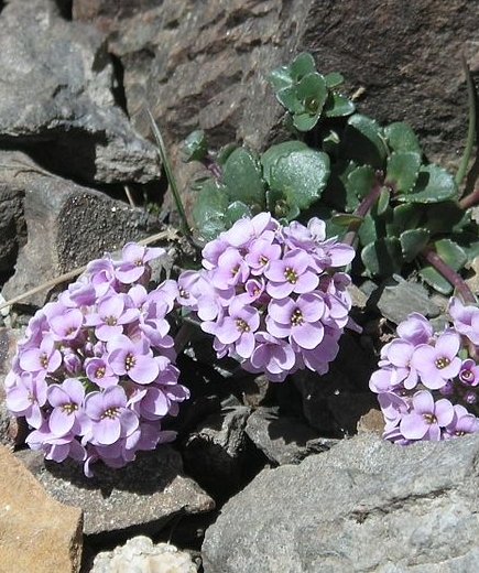 Pflanzenbild gross Rundblättriges Täschelkraut - Thlaspi rotundifolium