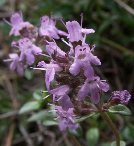 Pflanzenbild gross Feld-Thymian - Thymus serpyllum aggr.
