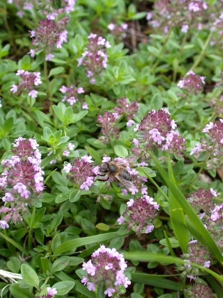 Pflanzenbild gross Feld-Thymian - Thymus serpyllum aggr.