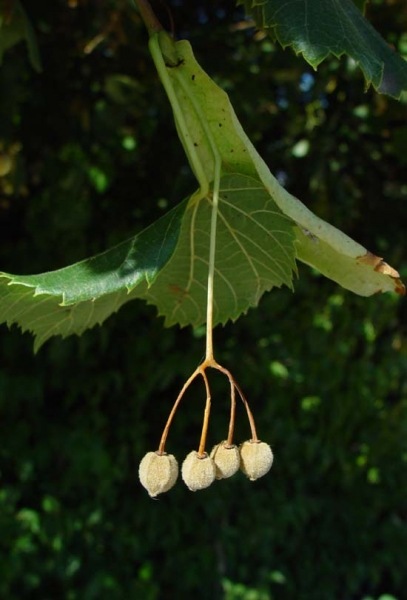 Pflanzenbild gross Sommer-Linde - Tilia platyphyllos
