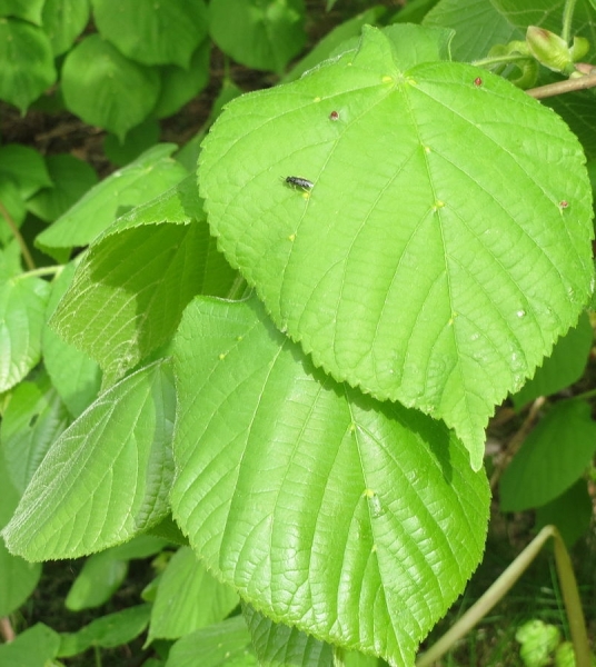 Pflanzenbild gross Sommer-Linde - Tilia platyphyllos