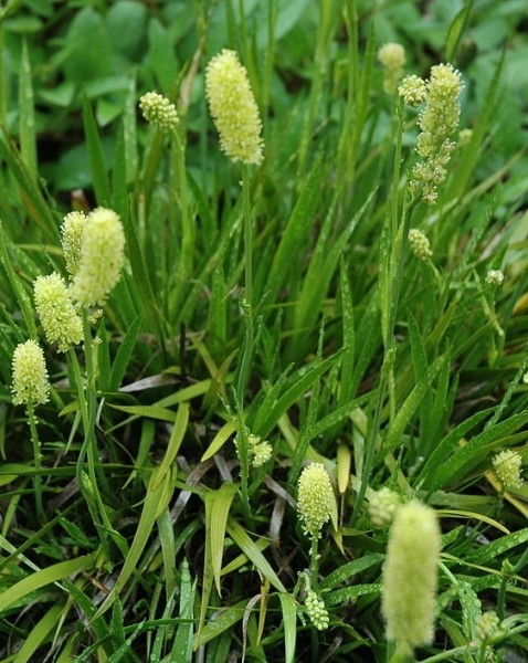 Pflanzenbild gross Kelch-Simsenlilie - Tofieldia calyculata