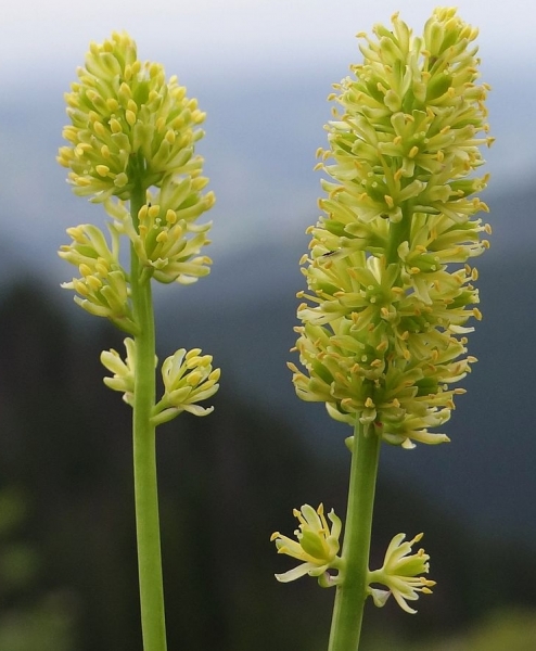 Pflanzenbild gross Kelch-Simsenlilie - Tofieldia calyculata