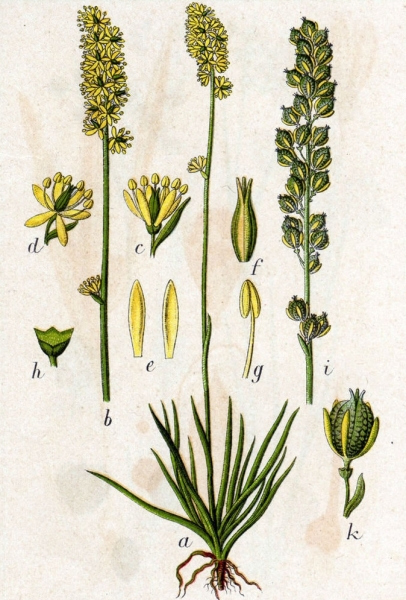 Pflanzenbild gross Kelch-Simsenlilie - Tofieldia calyculata