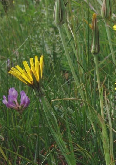 Pflanzenbild gross Wiesen-Bocksbart - Tragopogon pratensis