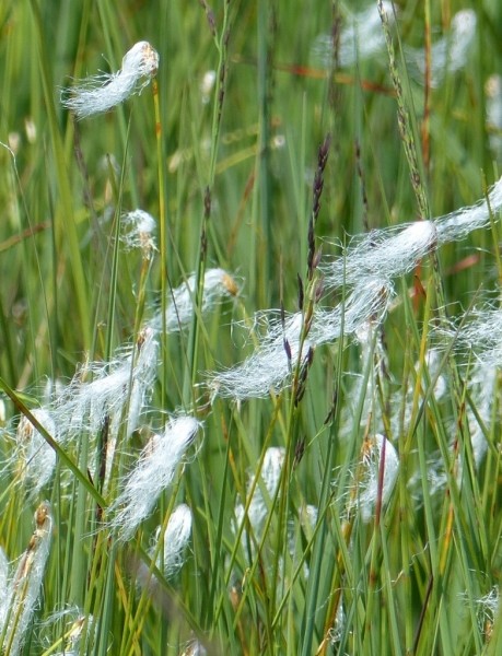 Pflanzenbild gross Alpen-Haarbinse - Trichophorum alpinum
