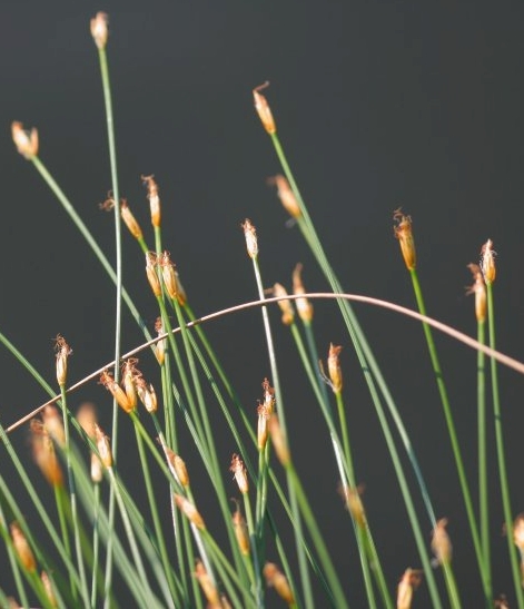 Pflanzenbild gross Rasen-Haarbinse - Trichophorum cespitosum