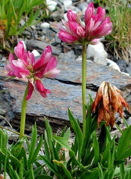 Pflanzenbild gross Alpen-Klee - Trifolium alpinum